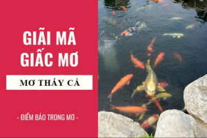 Ý nghĩa của giấc mơ thấy cá chung chung